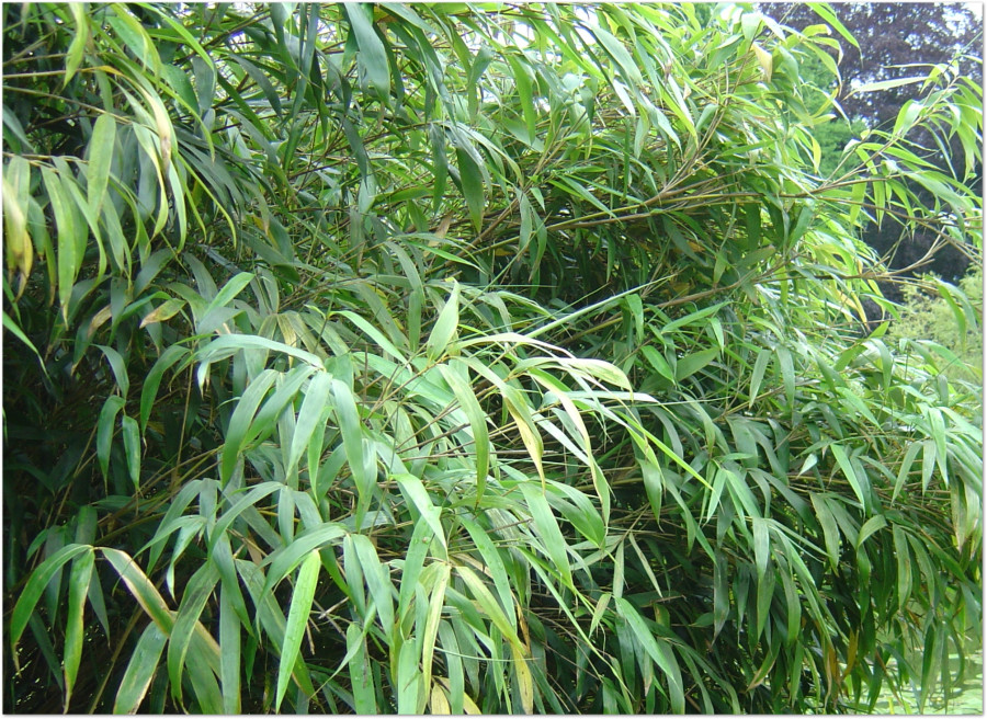 Bambu