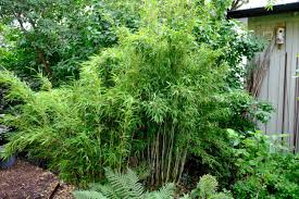Bambu